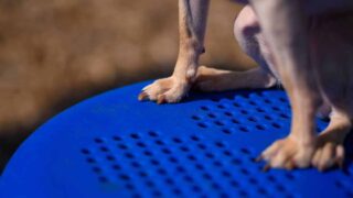 DogPark-action1-gallery