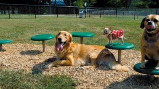DogPark-main