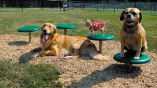 DogPark-main-gallery