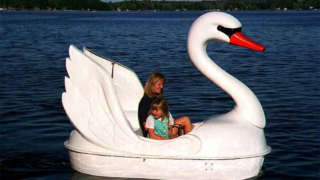 classic swan – gallery