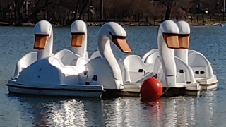 Platform Swan -gallery 3