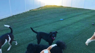 Natura Turf 4 – Gallery